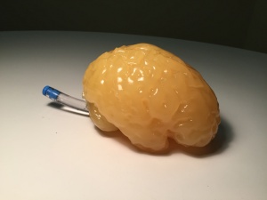 Truephantom BN-A01標(biāo)準(zhǔn)成人腦模體，適用于CT、MRI、超聲
